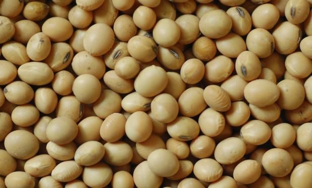 El 30% de la semilla fiscalizada de soja que se vende en el Mercosur es de Don Mario.