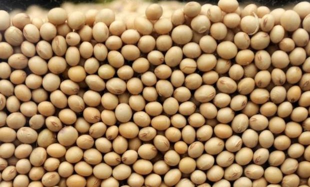 Ley de semillas: críticas de la industria semillera a Agroindustria.