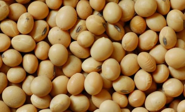 No se redujo el estándar mínimo de Poder Germinativo.