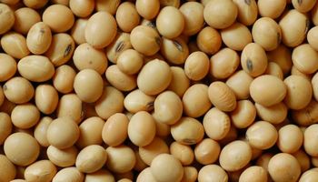 Inase notificó a 98 productores que no justificaron el origen de la semilla