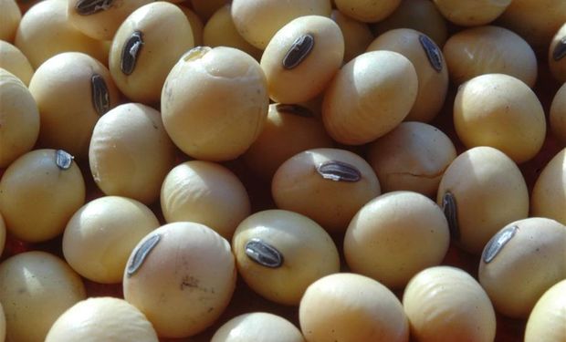 Se está realizando un seguimiento de los empresarios agrícolas que no pudieron justificar el origen legal de la semilla de soja utilizada en la campaña 15/16.