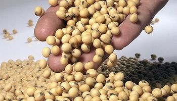 Monsanto contra el proyecto oficial para renovar la Ley de Semillas