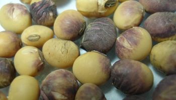Soja: temores por la calidad de la semilla a implantar
