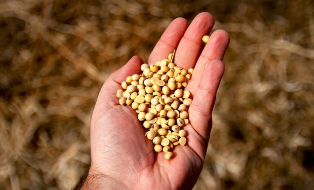Las medidas apuntan a combatir el mercado ilegal de semillas, reconociendo el valor tecnológico de las mismas.