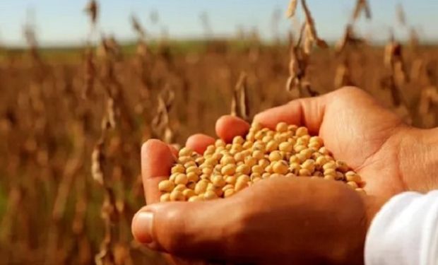 Cobrar por producir: la comparación que usa Domínguez para justificar su avance sobre el uso de semillas