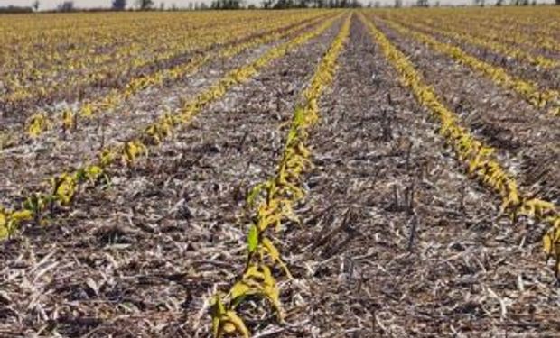 Efecto sequía: devuelven bolsas con semillas de maíz y se faenan más animales por la falta de pasto