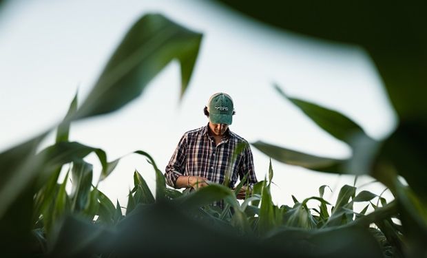 Cuáles son las variedades de SPS, con novedades en girasol y maíz