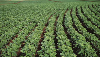 Bayer suspende el negocio de semillas de soja en Argentina: a partir de cuándo y por qué