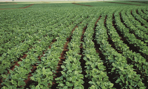 Bayer suspende el negocio de semillas de soja en Argentina: a partir de cuándo y por qué