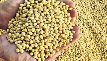Semillas de soja: claves para resguardar la calidad durante la cosecha