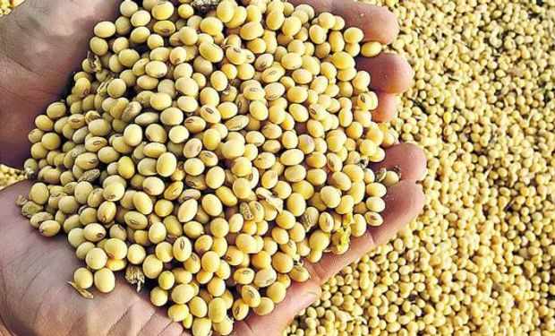 Recomendaciones para la cosecha de lotes de soja con calidad semilla.