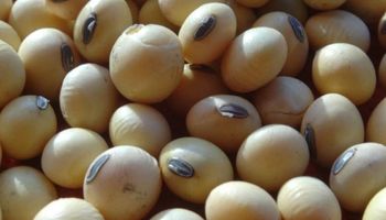 El Inase detectó 20 veces más de semilla ilegal