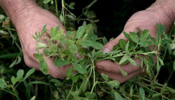 Encuentran irregularidades en más de 60.000 kg de semillas de alfalfa