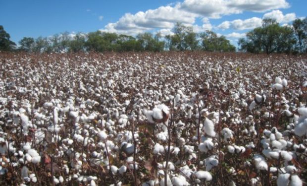 Fiscalización y protección de la semilla de algodón.