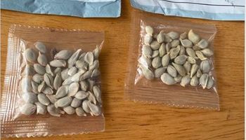 Misteriosas semillas que llegarían desde China ponen en alerta a varias regiones de los Estados Unidos