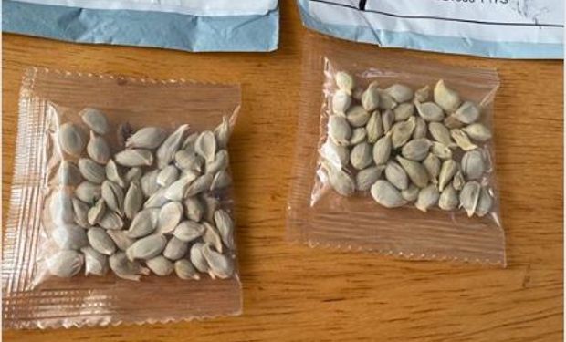 Misteriosas semillas que llegarían desde China ponen en alerta a varias regiones de los Estados Unidos