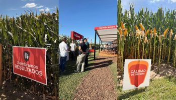 Apuestan todo al maíz y quieren vender más de 500.000 bolsas: "Son materiales espectaculares, no negociamos la excelencia con el respaldo de GDM", destacan en la nueva Illinois