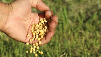 Federación Agraria pidió al INASE que actúe porque el uso propio de semillas está en peligro