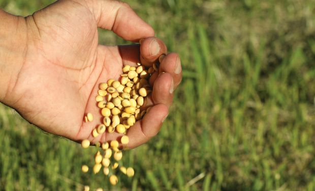 Federación Agraria pidió al INASE que actúe porque el uso propio de semillas está en peligro