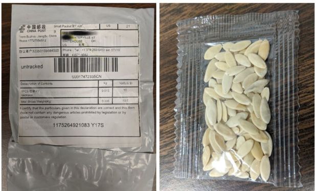 Alertan a productores por paquetes de semillas no solicitados: cómo proceder ante estos casos