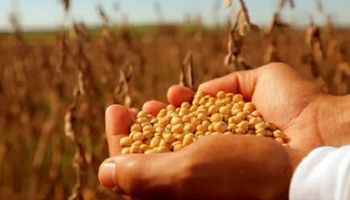 Industria semillera en Argentina: más de 2600 empresas y una producción de US$ 3000 millones