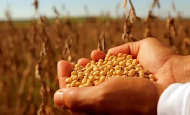 Industria semillera en Argentina: más de 2600 empresas y una producción de US$ 3000 millones