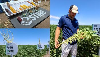 Stine va por todo en Argentina: el semillero privado más grande del mundo ya realiza 130.000 cruzamientos de soja y 290.000 polinizaciones de maíz en el país para avanzar con más rinde