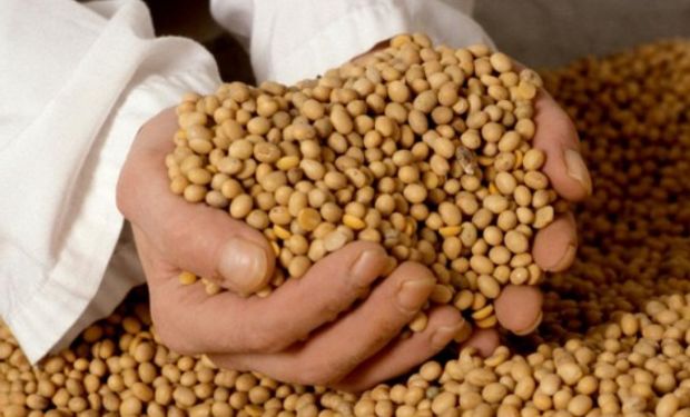 Industria en problemas. En la Argentina existen alrededor de 500 empresas dedicadas a la multiplicación de semillas.