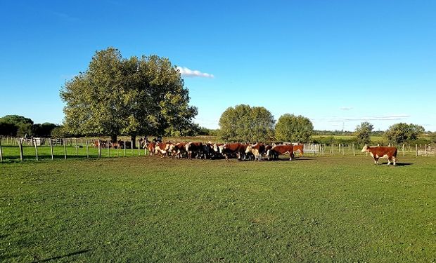 Con datos y evidencia científica: lanzan un seminario regional sobre “el camino de la sostenibilidad en la producción ganadera de las Américas”