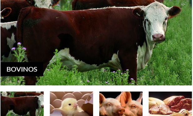 A lo largo de la jornada se abordarán temáticas sobre carne bovina, aviar y porcina