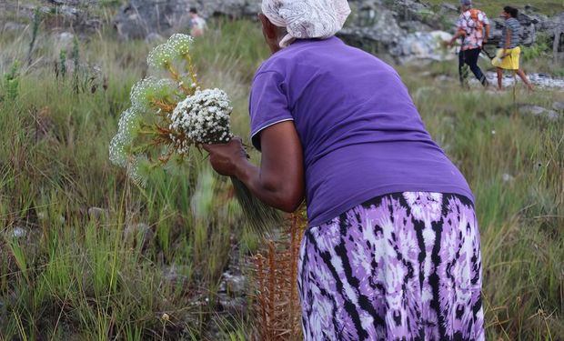 Flores sempre-vivas têm esse nome pela sua capacidade de resistência ao longo do tempo