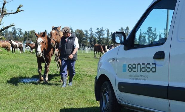 Detectan un foco de anemia infecciosa equina y realizan faena sanitaria