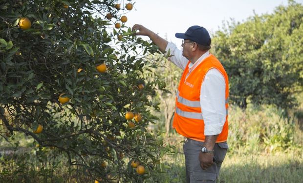 Ante la presencia de HLB, el Senasa establece nuevas zonas bajo cuarentena