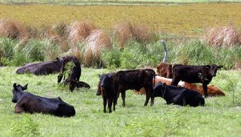 Se recompone el stock bovino y está en el nivel más alto desde 2010