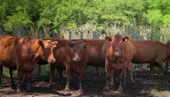 El Senasa presentó los resultados de la nueva modalidad de pago y autogestión