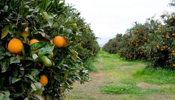 El Senasa detectó HLB en insectos portadores en Entre Ríos