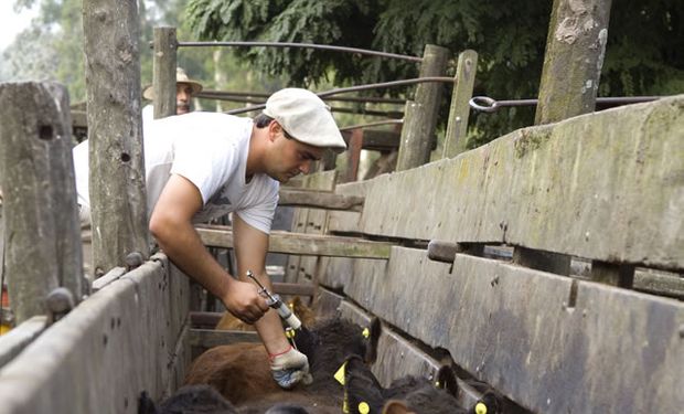 Bacterias resistentes: Argentina prohíbe el uso de colistina en animales para preservar la eficacia de su uso en humanos.