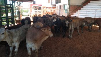 Misiones: enviaron a toda la hacienda de un camión a faena sanitaria por ser considerada un riesgo 