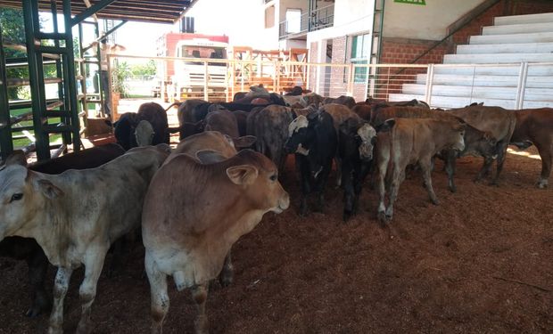 Misiones: enviaron a toda la hacienda de un camión a faena sanitaria por ser considerada un riesgo 