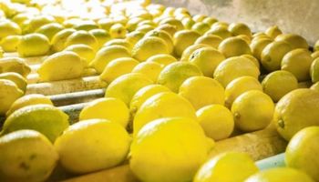 Detectaron en el NOA limones provenientes de una zona que registró casos de HLB