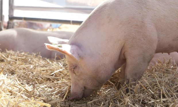 Nace plan para que empresarios inviertan US$ 20 millones en una mega planta porcina
