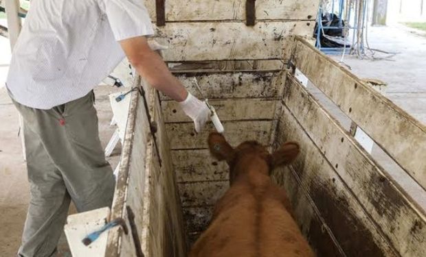 El Senasa informó el cronograma de inicio de la primera campaña de vacunación anual contra la fiebre aftosa.