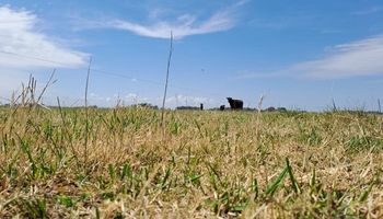 Clima complejo: el INTA brindó recomendaciones para manejar ganado en medio de la sequía