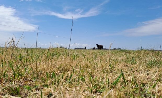 Clima complejo: el INTA brindó recomendaciones para manejar ganado en medio de la sequía