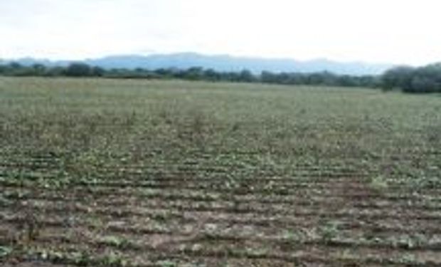 Heladas y una feroz sequía castigan al agro en Salta