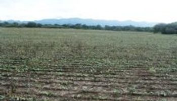 En el Norte los productores pelean por el tercer round