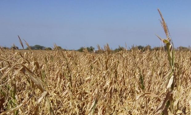 Emergencia agropecuaria en Santa Fe: productores denuncian que no reciben los fondos y la provincia culpó al paro de estatales