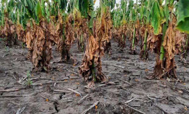 Sequía 2022: las imágenes del grave impacto de la falta de lluvias