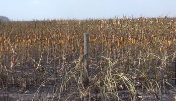 Sequía: cómo es el sistema de "doble incentivo" que propone el sector agroindustrial