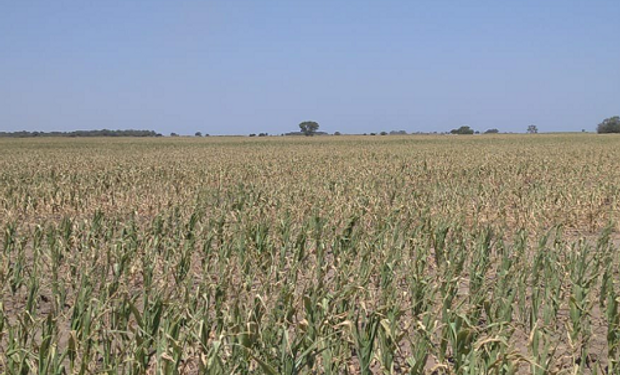 Máximo histórico: cómo impacta la sequía sobre el precio local de la soja y el maíz
